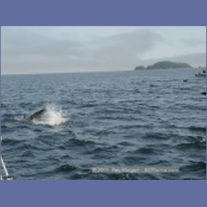 2005_2368_Hardy_Bay_Dolphins.JPG