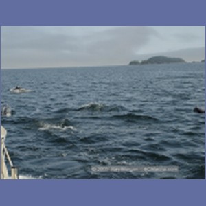 2005_2369_Hardy_Bay_Dolphins.JPG