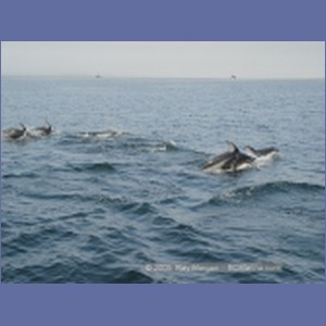 2005_2370_Hardy_Bay_Dolphins.JPG