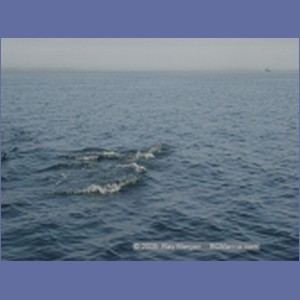 2005_2371_Hardy_Bay_Dolphins.JPG