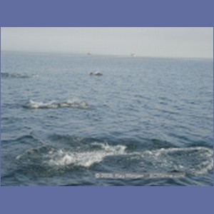 2005_2372_Hardy_Bay_Dolphins.JPG