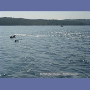 2005_2373_Hardy_Bay_Dolphins.JPG