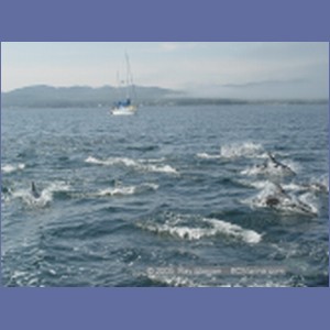 2005_2374_Hardy_Bay_Dolphins.JPG