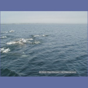 2005_2375_Hardy_Bay_Dolphins.JPG