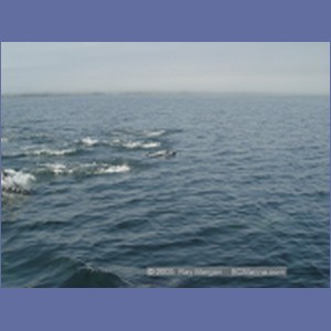 2005_2376_Hardy_Bay_Dolphins.JPG