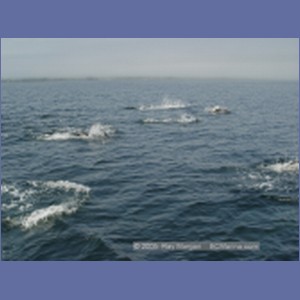 2005_2377_Hardy_Bay_Dolphins.JPG