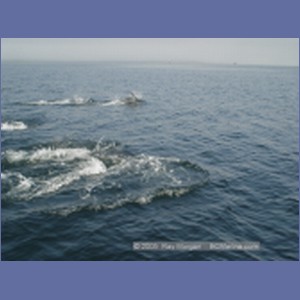 2005_2378_Hardy_Bay_Dolphins.JPG