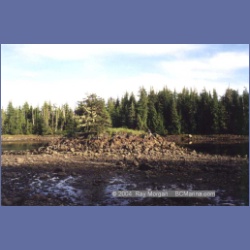 1997_higgins91.html