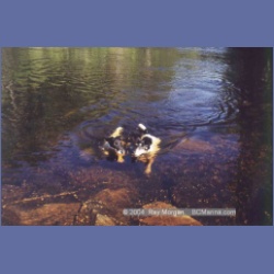 1997_higgins9b.html