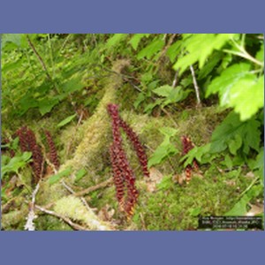 2006_1323_Hoonah_Alaska.JPG