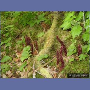 2006_1324_Hoonah_Alaska.JPG