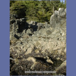 2002_203_Hot_Springs_Cove.html