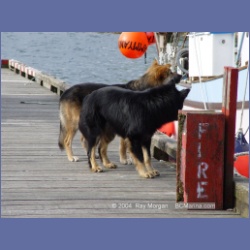 2003_2973_Hot_Springs_Cove.html