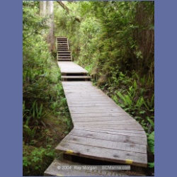 2003_2982_Hot_Springs_Cove.html
