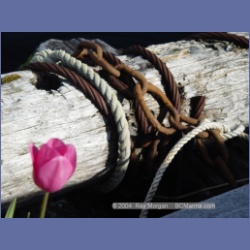 2003_1633_Houghton_Woodlot_Mereworth_Sound.html