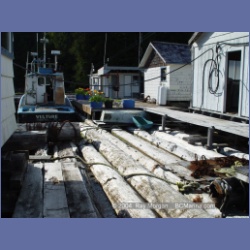 2003_1641_Houghton_Woodlot_Mereworth_Sound.html