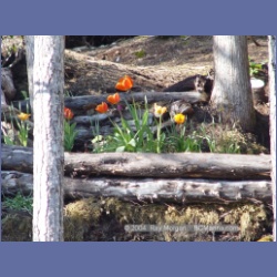 2003_1659_Houghton_Woodlot_Mereworth_Sound.html