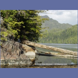 2003_1660_Houghton_Woodlot_Mereworth_Sound.html