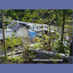 2003_1663_Houghton_Woodlot_Mereworth_Sound.html
