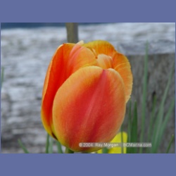 2003_1682_Houghton_Woodlot_Mereworth_Sound.html