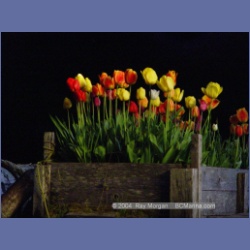 2003_1699_Houghton_Woodlot_Mereworth_Sound.html
