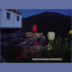 2003_1702_Houghton_Woodlot_Mereworth_Sound.html