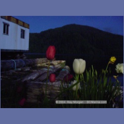 2003_1703_Houghton_Woodlot_Mereworth_Sound.html