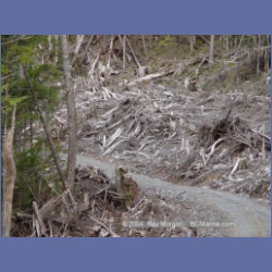 2003_1713_Houghton_Woodlot_Mereworth_Sound.html