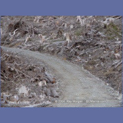 2003_1717_Houghton_Woodlot_Mereworth_Sound.html