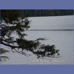 2003_1723_Houghton_Woodlot_Mereworth_Sound.html