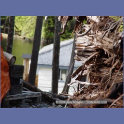 2003_1727_Houghton_Woodlot_Mereworth_Sound.html
