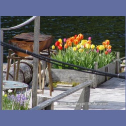 2003_1734_Houghton_Woodlot_Mereworth_Sound.html