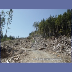2003_1737_Houghton_Woodlot_Mereworth_Sound.html