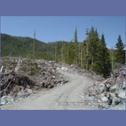 2003_1743_Houghton_Woodlot_Mereworth_Sound.html