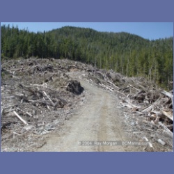 2003_1746_Houghton_Woodlot_Mereworth_Sound.html