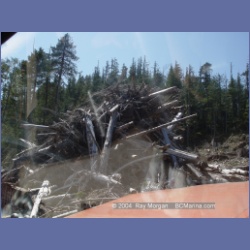 2003_1747_Houghton_Woodlot_Mereworth_Sound.html