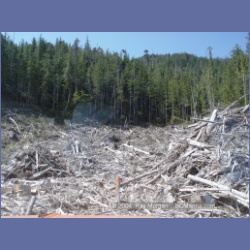 2003_1748_Houghton_Woodlot_Mereworth_Sound.html