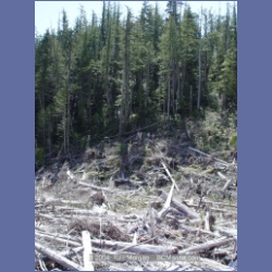 2003_1749_Houghton_Woodlot_Mereworth_Sound.html