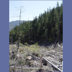 2003_1750_Houghton_Woodlot_Mereworth_Sound.html