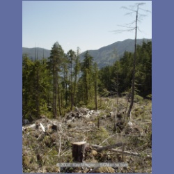 2003_1751_Houghton_Woodlot_Mereworth_Sound.html