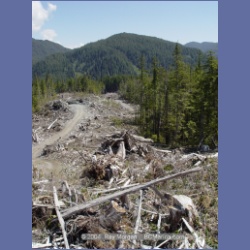 2003_1752_Houghton_Woodlot_Mereworth_Sound.html