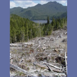 2003_1753_Houghton_Woodlot_Mereworth_Sound.html