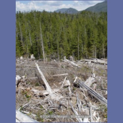 2003_1754_Houghton_Woodlot_Mereworth_Sound.html