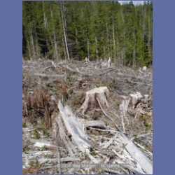 2003_1755_Houghton_Woodlot_Mereworth_Sound.html