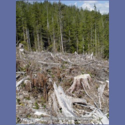2003_1756_Houghton_Woodlot_Mereworth_Sound.html