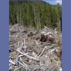 2003_1757_Houghton_Woodlot_Mereworth_Sound.html