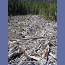 2003_1758_Houghton_Woodlot_Mereworth_Sound.html