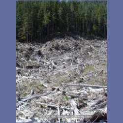 2003_1759_Houghton_Woodlot_Mereworth_Sound.html