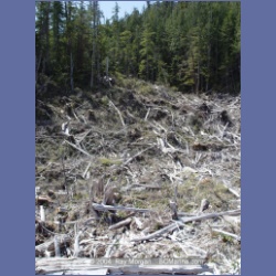 2003_1760_Houghton_Woodlot_Mereworth_Sound.html