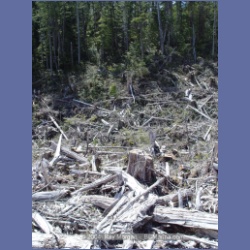 2003_1761_Houghton_Woodlot_Mereworth_Sound.html